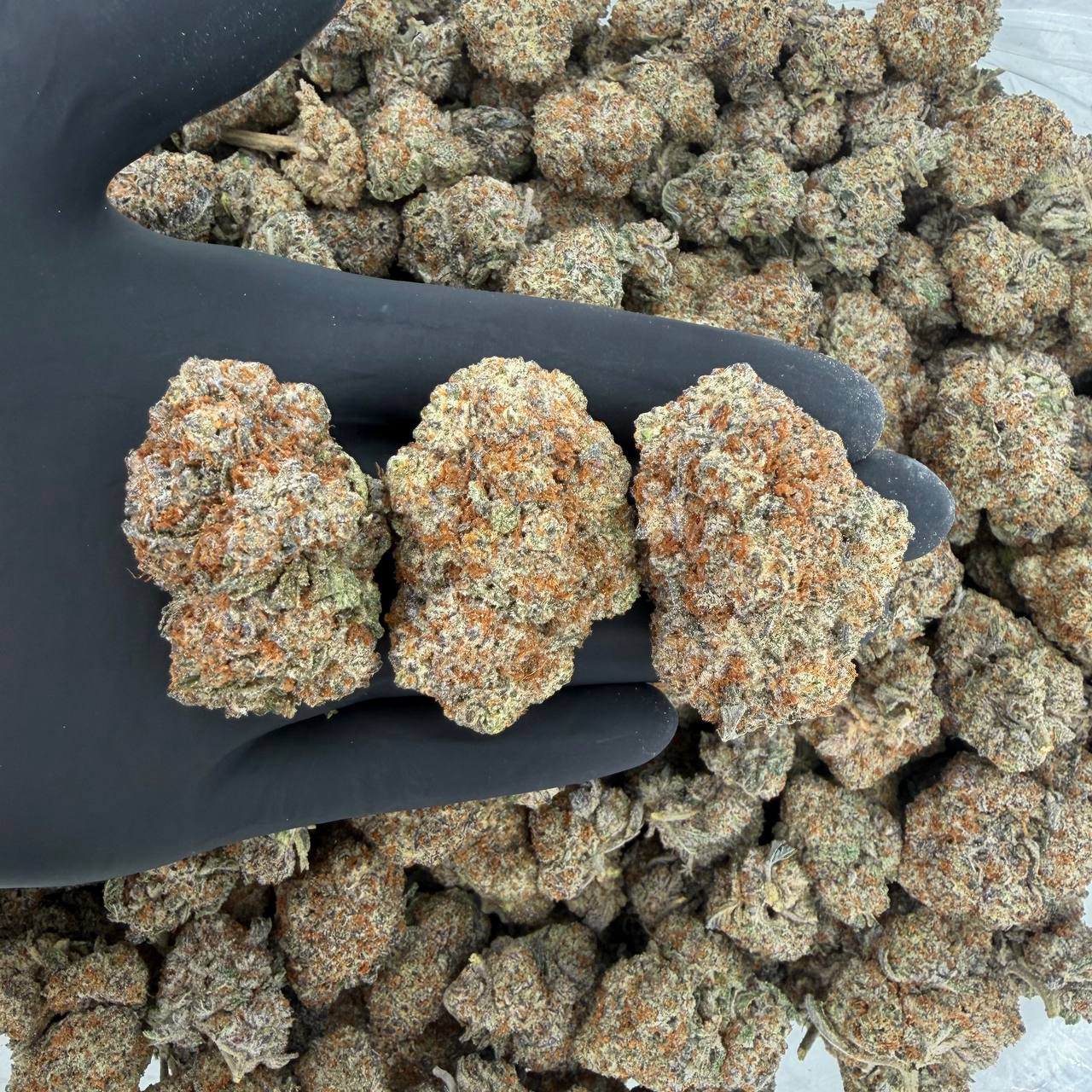 🌟 Gold Tier: Black Ice Nose: 8/10 🔥 Sweet Hay 😋