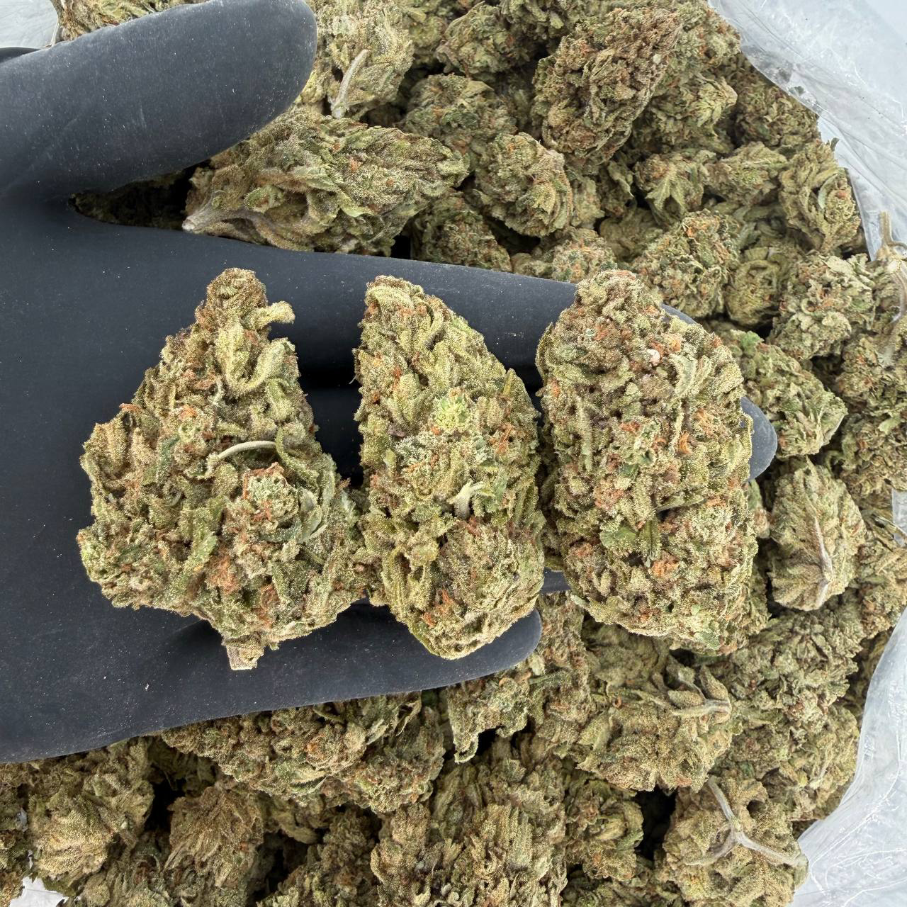 🌿 Solar Skunk Tier: Blue Dream Nose: 6/10 🔥 Sweet Blueberries