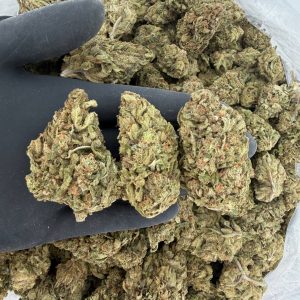 Solar Skunk Tier: Blue Dream  Nose: 6/10 🔥 Sweet Blueberries