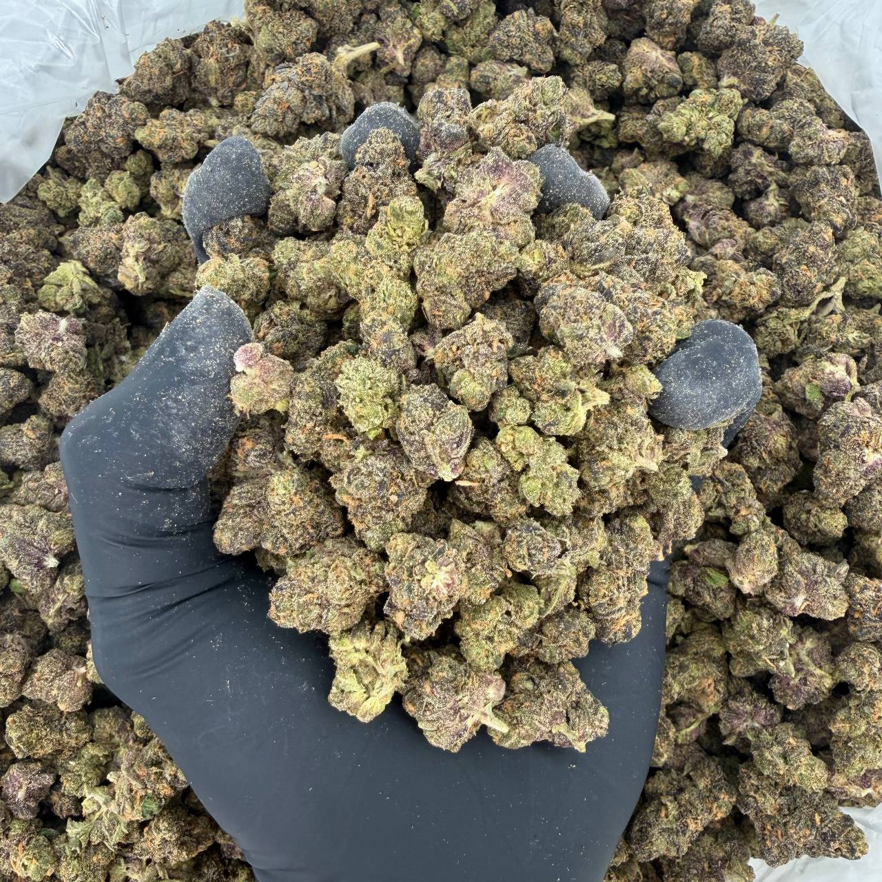 Exotic Smalls: Blue Gelatti Nose: 8/10 🔥 Sweet Citrus 🤤