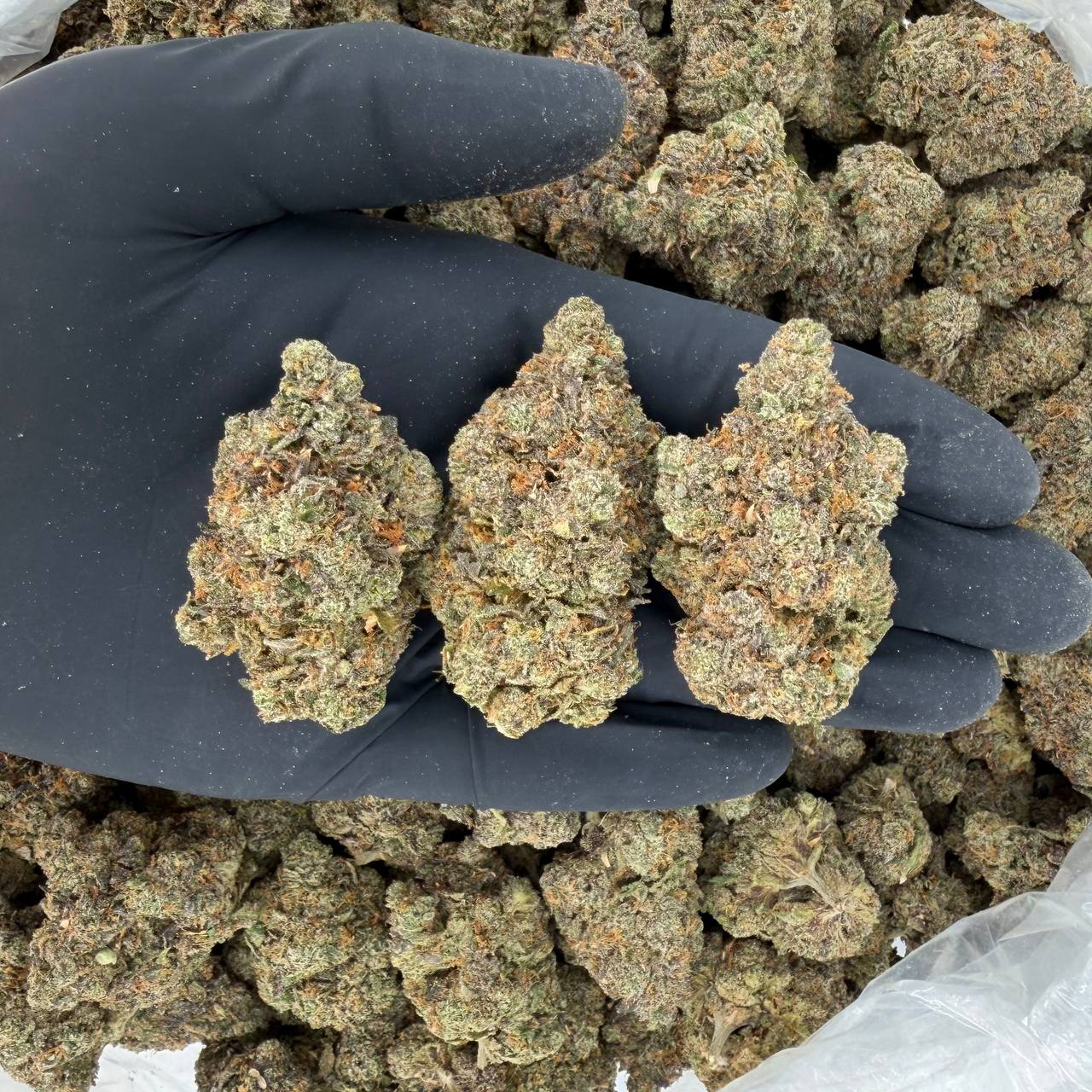 💎 Gold Tier: Blue Jam Nose: 8/10 🔥 Fresh Sweets 😙