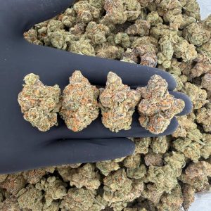 🐆 Gold Tier: Cheetah Piss  Nose: 8/10 🔥 Pungent Sweet 🥹