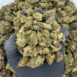 Solar Skunk Tier: Chemdawg  Nose: 6/10 🔥 Herby Diesel 😵‍💫