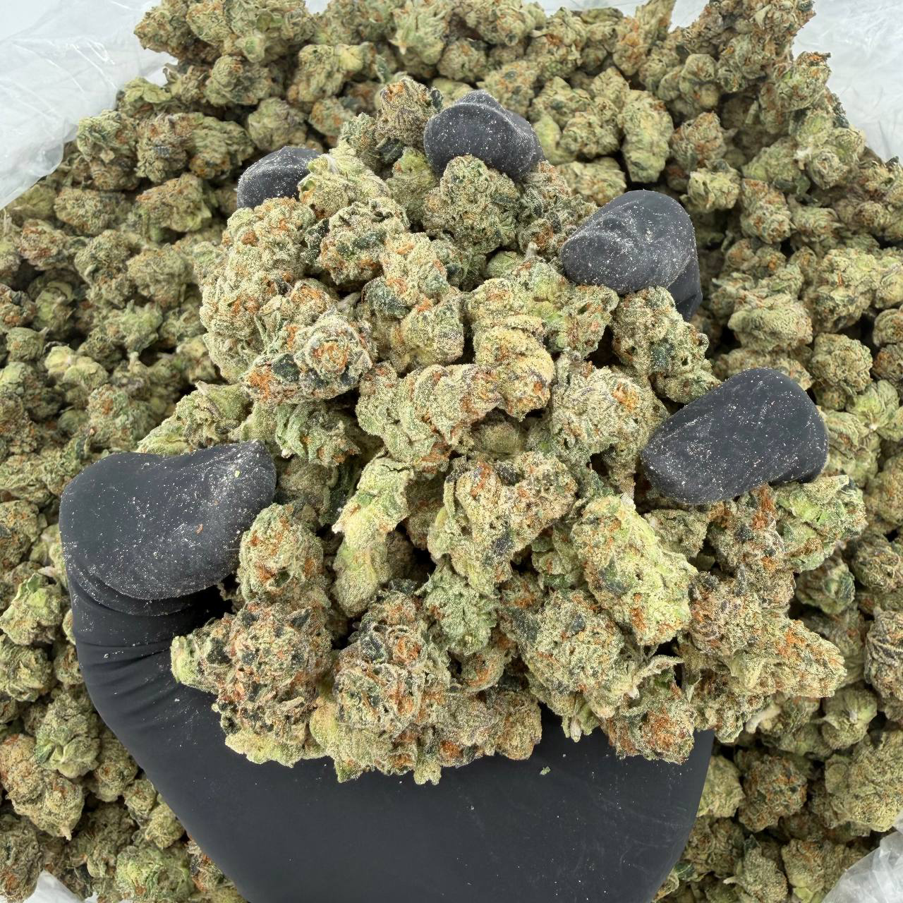 💎 Platinum Smalls Tier: Delta Runtz Smalls Nose: 10/10 🔥 Sweet Diesel 🤩