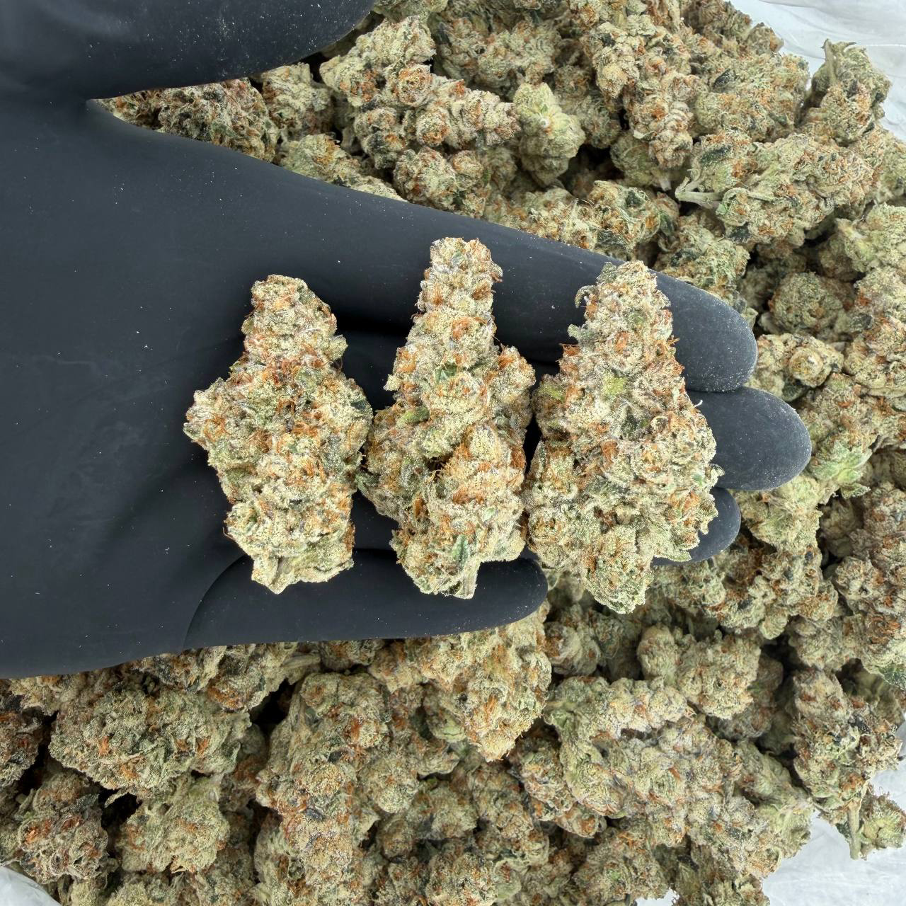 💎 Platinum Tier: Delta Runtz Nose: 10/10 🔥 Sweet Diesel 🤩