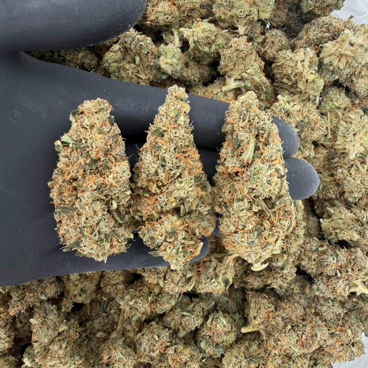 Exotic Tier: Durban Poison Nose: 9/10 π₯ Sweet Pine π