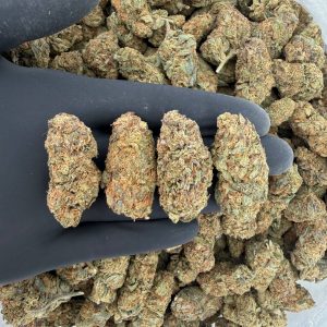 🌞🌿 Solar Skunk Tier — Florida Kush  👃 Nose: 6/10 🔥 Fruity Skunk 😵‍💫