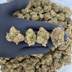 🌞🌿 Solar Skunk Tier — G33  👃 Nose: 7/10 🔥 Sweet Citrus 😇