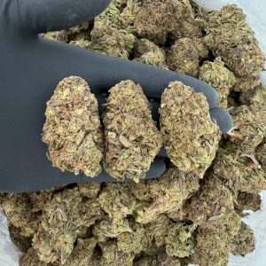 Solar Skunk Tier: Girl Scout Cookies  Nose: 6/10 🔥 Earthy Sweet 🤩