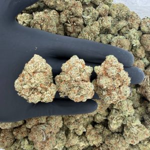 🌟 Gold Tier: Gorilla Glue  Nose: 8/10 🔥 Sweet Diesel 😇