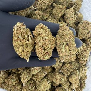 🌞 Solar Skunk – Green Crack Tier Nose: 6/10 🔥 Sweet Citrus 🤤