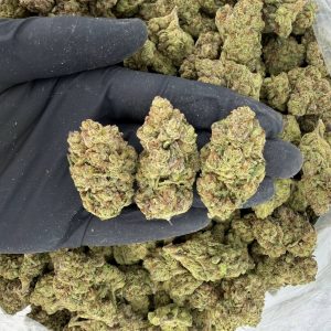 🌿 Solar Skunk Tier: GSC  Nose: 7/10 🔥 Sweet Pungent 😘