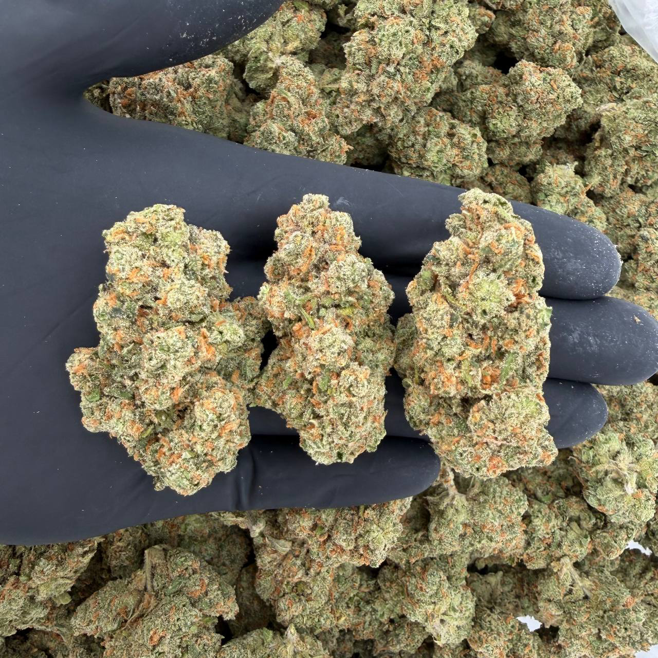 π Platinum Tier: J1 Nose: 10/10 π₯ Sweet Citrus π