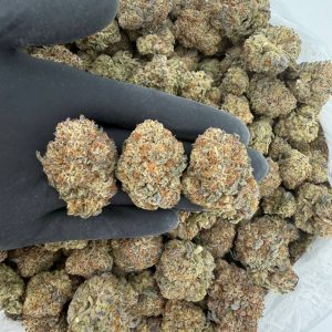 Silver Tier: Kinglato  Nose: 8/10 🔥 Sweet Skunk Spice 😶‍🌫️