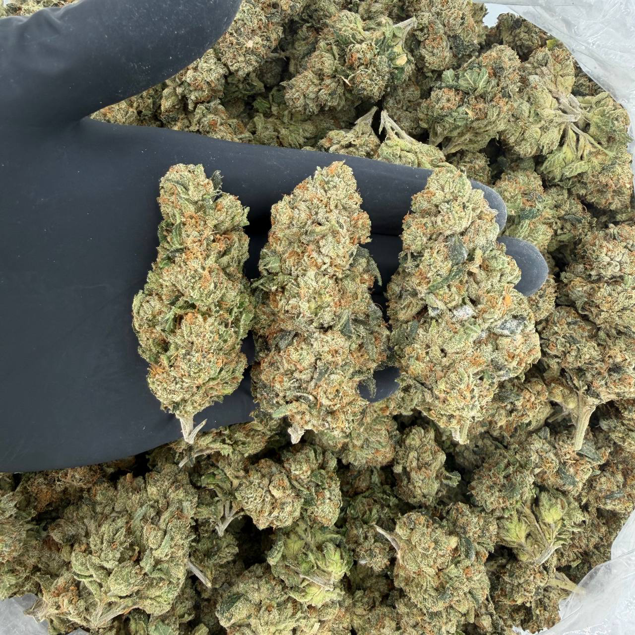 💎 Platinum Tier: OG Kush Nose: 10/10 🔥 Woody Citrus 😁