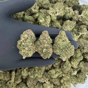 🌿 Solar Skunk Tier: Pineapple Dynamite  Nose: 7/10 🔥 Sweet Citrus 🤤