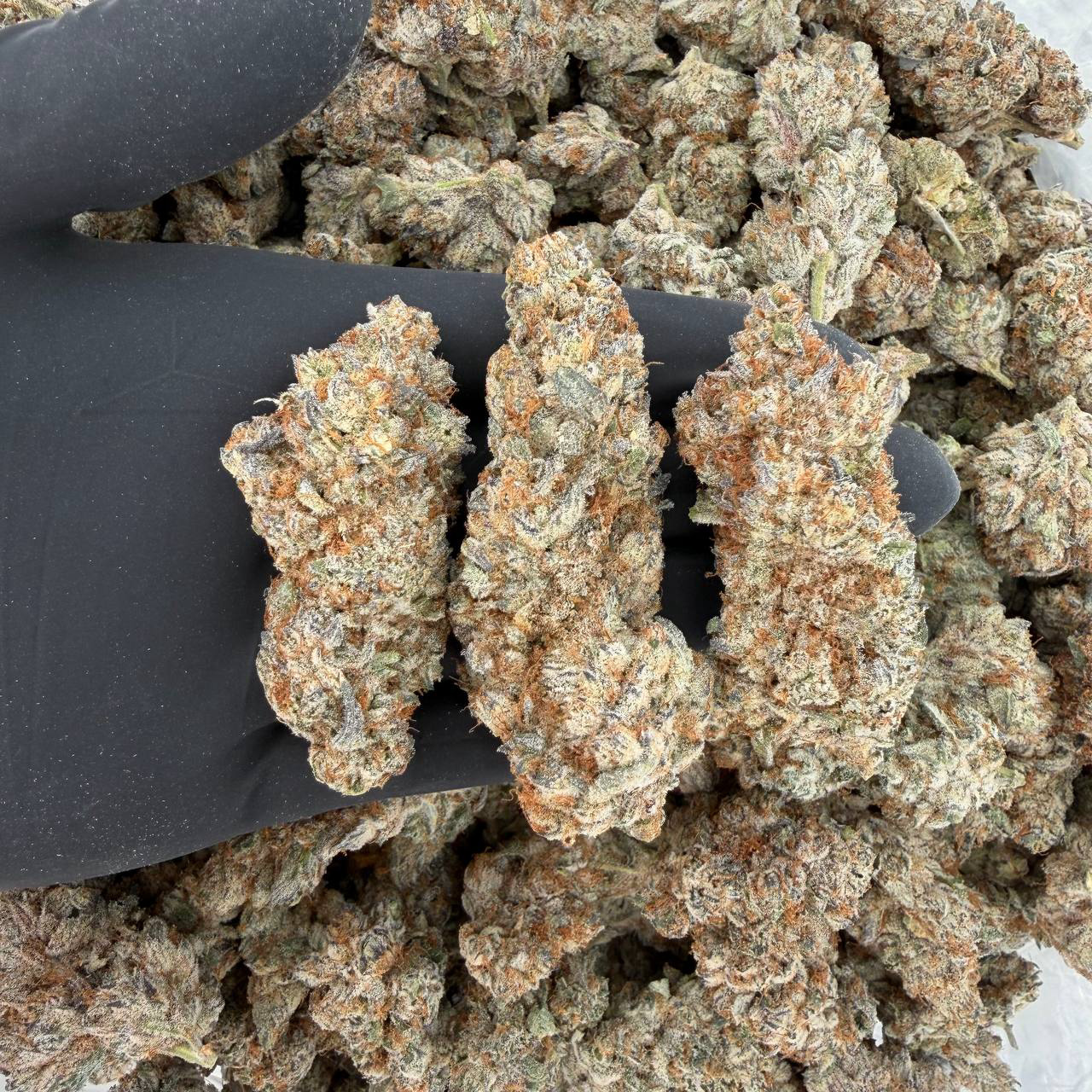 🔥 ZaZa Tier: Pineapple Express 🍍 Nose: 10/10 🔥 Funky Citrus 😋