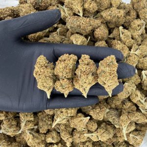 🌞🌿 Solar Skunk Tier — Rainbow Belts  👃 Nose: 6/10 🔥 Lemon Diesel 😇