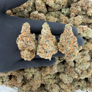 ZaZa Tier: Super Lemon Haze  Nose: 10/10 🔥 Zesty Candy 🤩