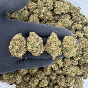 Solar Skunk Tier: Sweet Tooth  Nose: 6/10 🔥 Earthy Sweet 🤌