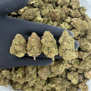 🌞 Solar Skunk – Zanimals Tier  Nose: 6/10 🔥 Earthy Citrus 🤩