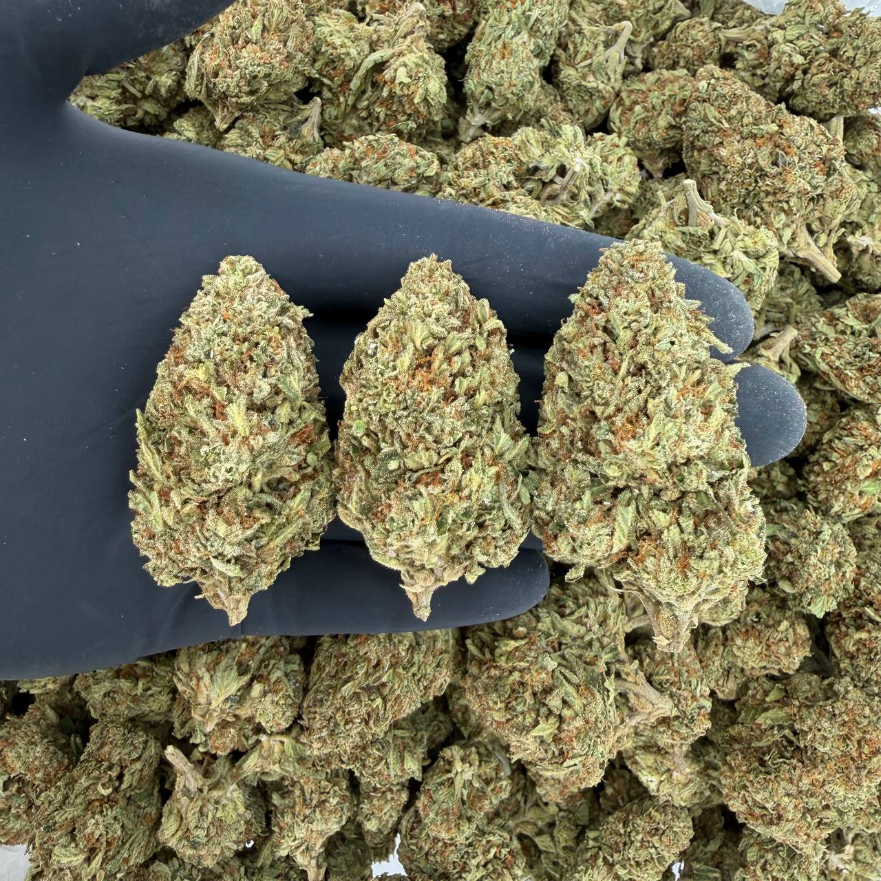 Solar Skunk Tier: Zoap Nose: 6/10 🔥 Fruity Earth 😁