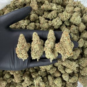 π₯ Gold Tier: Amnesia Nose: 8/10 π₯ Earthy β’ Citrus πΆβπ«οΈ