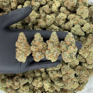 🌊 Platinum Tier: Blue Lobster  Nose: 10/10 🔥 Fruity Sweet 😵‍💫