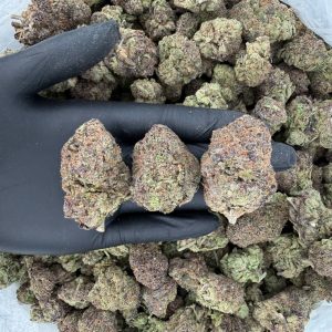 🌟 Gold Tier: Super Lemon Haze 🍋  Nose: 8/10 🔥 Citrusy • Pine 😝