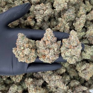 🔥 ZaZa Tier: UK Cheese  Nose: 10/10 🔥 Pungent · Earthy 😶‍🌫️