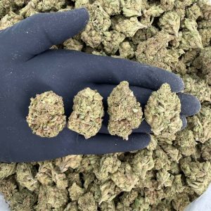 🌞 Solar Skunk Tier: Wedding Pie  Nose: 6/10 🔥 Herbal Berry 😌