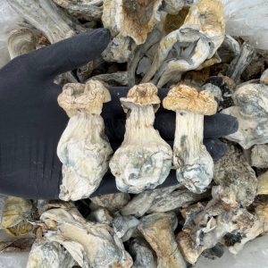 π Raw Psychedelic Mushroom : Cosmicπ