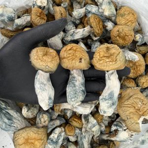 πRaw Psychedelic Mushroom π : Makila