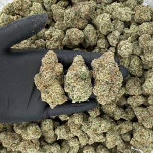 Exotic Tier: Bolo Runtz 💥🔥  Nose: 9/10 🔥 Pungent Diesel 😲