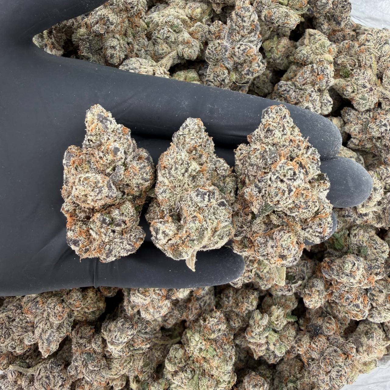 πΏπ Platinum Tier: Cotton Candy ππΏ Nose: 10/10 π₯ Sweet Candy π