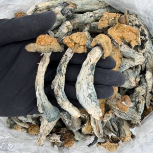 πRaw Psychedelic Mushroom π: Dark Envy