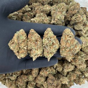 Solar Skunk Tier: GMO Cookies 🍪🔥  Nose: 6/10 🔥 Sweet Dank