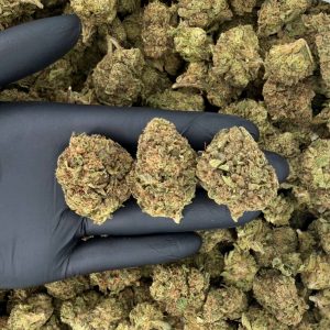 Solar Skunk Tier: Gruntz 🍬🌱🔥  Nose: 6/10 🔥 Skunky Earth 😵‍💫