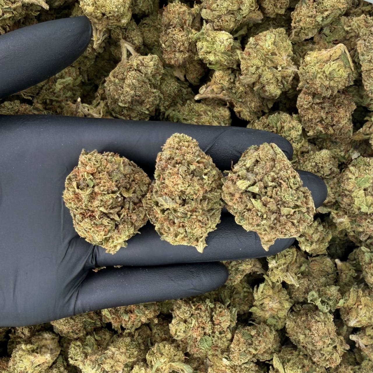 Solar Skunk Tier: Gruntz 🍬🌱🔥 Nose: 6/10 🔥 Skunky Earth 😵💫