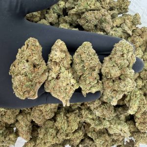 Solar Skunk Tier: Gushers 🌈🔥  Nose: 6/10 🔥 Tropical Fruity 😵‍💫