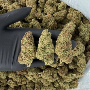 Solar Skunk Tier: High Tide 🌊🔥  Nose: 7/10 🔥 Piney Kush 🤧