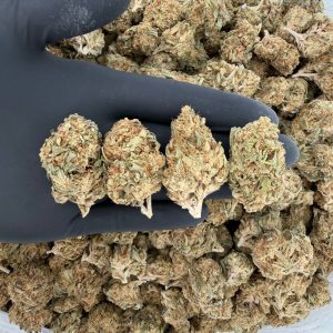 Solar Skunk Tier: Khalifa Kush 🌞🌿  Nose: 7/10 🔥 Lemon Pine 🤩