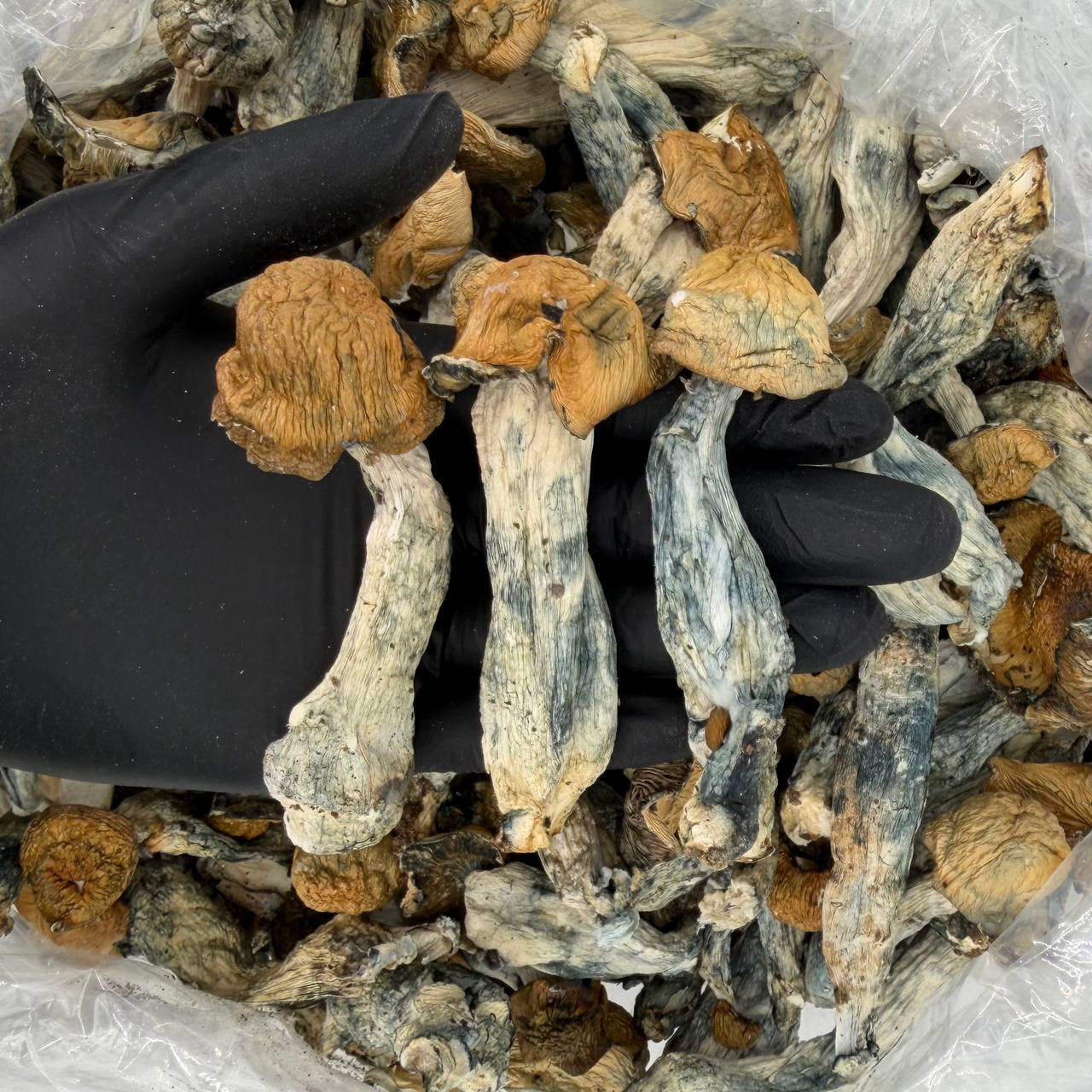 π Raw Psychedelic Mushroom π: Killa Gorilla