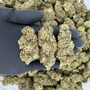 🌿🔥 Solar Skunk Tier: Mambo MG 🔥🌿 Nose: 7/10 🔥 Earthy Skunk 🤩