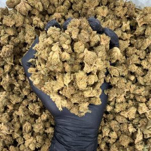 Solar Skunk Tier: Peanut Butter Souffle 🥜🔥  Nose: 6/10 🔥 Earthy Spice 🥵