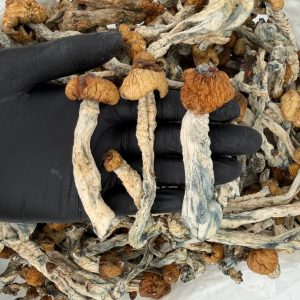 πRaw Psychedelic Mushroom π: Steel Magnolia