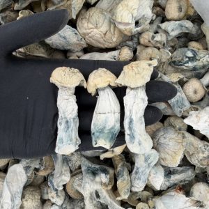 Raw Psychedelic Mushroom: Albino Apes