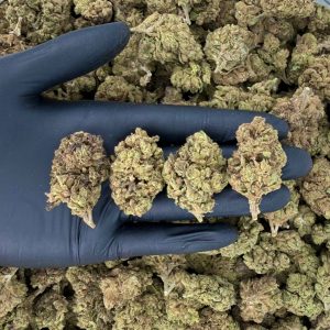 💎🔥 Solar Skunk Tier: Blue Gelato 🫐⛽  Nose: 6/10 🔥 Earthy Herbs 😶‍🌫️