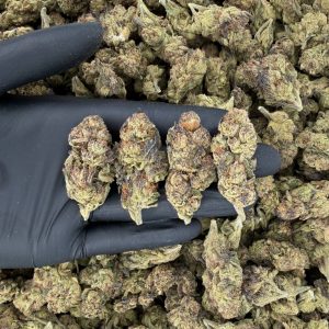 💎🔥 Solar Skunk Tier: Blue Nerds 🍬⛽  Nose: 6/10 🔥 Citrusy Sour 🤗