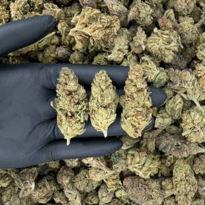 💎🔥 Solar Skunk Tier: Garlic & Bananas 🍌⛽  Nose: 6/10 🔥 Sweet Fruity 😇